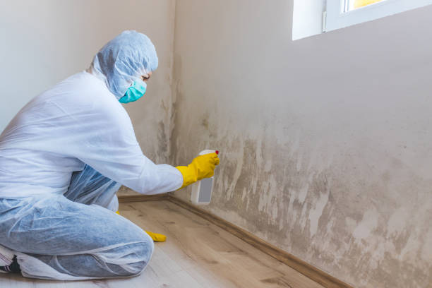 Licensed Attic Mold Removal service in Miami, FL - WQB Mold Removal